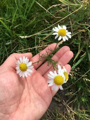 Matricaria chamomilla