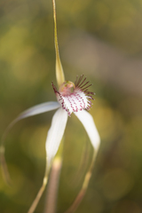 Caladenia longicauda