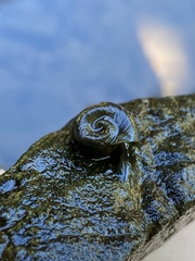 Planorbella trivolvis