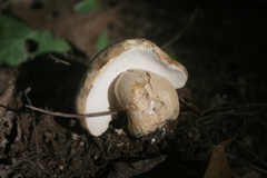 Boletus variipes
