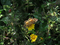 Anthanassa drusilla
