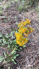 Solidago velutina