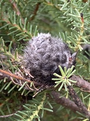 Petrophile ericifolia