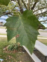 Platanus