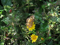 Anthanassa drusilla