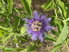 Passiflora incarnata × cincinnata