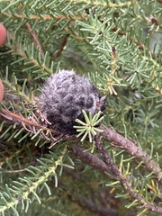 Petrophile ericifolia