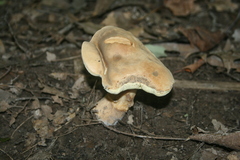 Boletus variipes