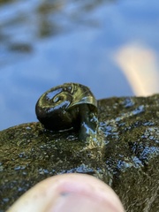 Planorbella trivolvis