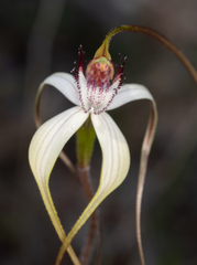 Caladenia longicauda