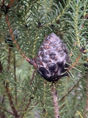 Petrophile ericifolia