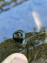 Planorbella trivolvis