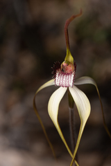 Caladenia longicauda