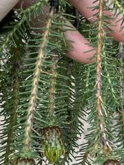 Petrophile ericifolia