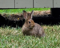 Leporidae