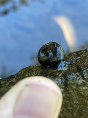 Planorbella trivolvis