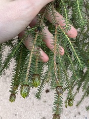 Petrophile ericifolia