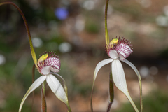 Caladenia longicauda