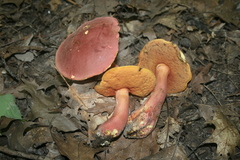 Boletus rubroflammeus