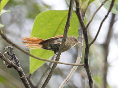 Cranioleuca subcristata