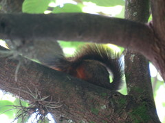 Sciurus granatensis