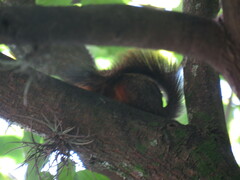 Sciurus granatensis