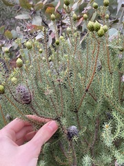 Petrophile ericifolia