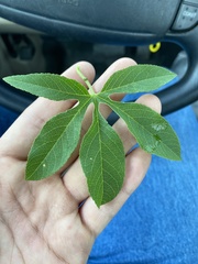 Passiflora incarnata × cincinnata