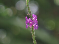 Stachytarpheta cayennensis