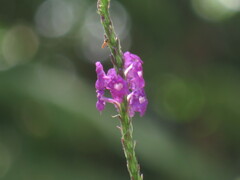 Stachytarpheta cayennensis