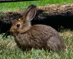 Leporidae