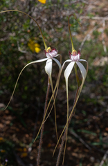 Caladenia longicauda