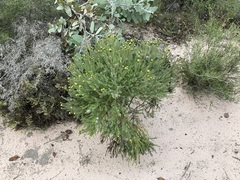 Petrophile ericifolia