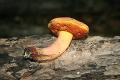 Boletus subvelutipes