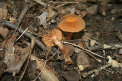 Cortinarius distans