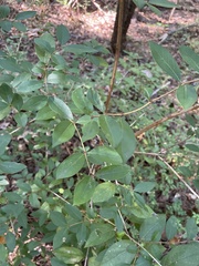Lonicera fragrantissima