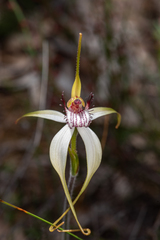 Caladenia longicauda