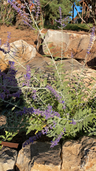 Salvia yangii