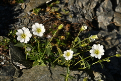 Cerastium latifolium