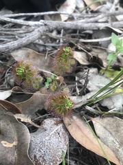 Drosera stolonifera