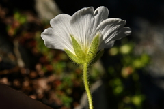 Cerastium latifolium
