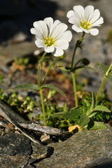 Cerastium latifolium