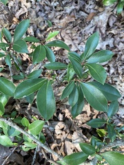 Kalmia latifolia