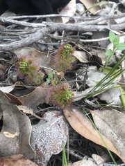 Drosera stolonifera