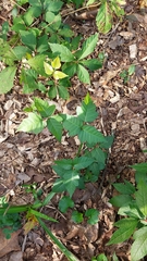 Toxicodendron