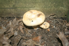 Lactarius psammicola
