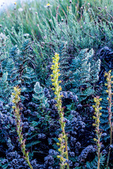 Satyrium parviflorum