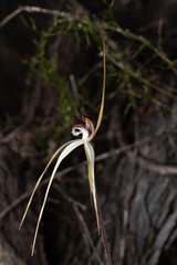 Caladenia longicauda
