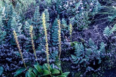 Satyrium parviflorum