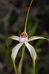 Caladenia longicauda